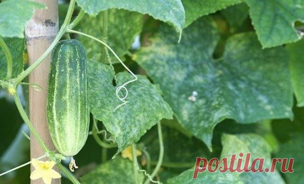 ОТЛИЧНЫЙ САМОДЕЛЬНЫЙ СОСТАВ ОТ БОЛЕЗНЕЙ РАСТЕНИЙ!