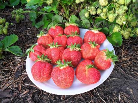 ЛУЧШИЕ УДОБРЕНИЯ ДЛЯ ВКУСНЕЙШЕЙ КЛУБНИКИ  
* Куриный помет, хорош тем что содержат высокий процент азота, без которого ягода не способна произвести крупных, сочных и сладких плодов. Используется куриный помёт в качестве подкормки в жидком виде. Стандартный расчёт 1 литр птичьего помёта на 10 литров воды, чтобы не сжечь растение приготовленный раствор должен простоять около трёх дней. 
* Кисломолочные продукты, например сыворотка. Известно что молоко содержит минералы, азот...