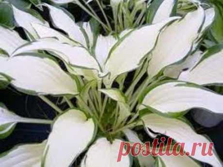 Цветок хоста. Посадка и правильный уход