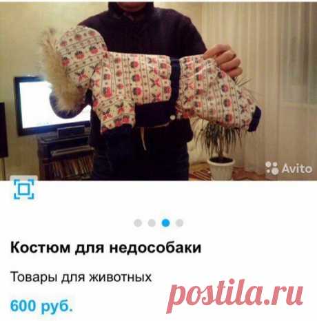 Когда не очень любишь собаку жены | Prikolisti.com
