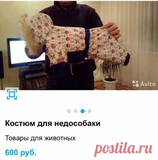 Когда не очень любишь собаку жены | Prikolisti.com