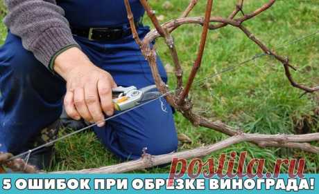 5 ОШИБОК ПРИ ОБРЕЗКЕ ВИНОГРАДА!