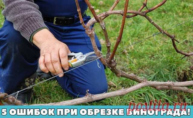 5 ОШИБОК ПРИ ОБРЕЗКЕ ВИНОГРАДА!