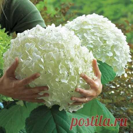 Гортензия, посадка и уход в Сибири. Выращивание гортензии в Сибири