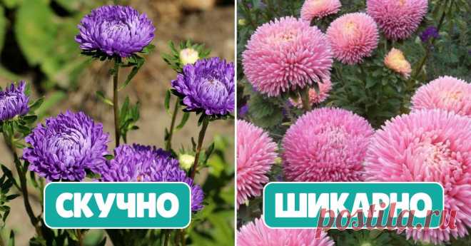 Почему советские астры — прошлый век Начинаем дружить с хризантеллой.