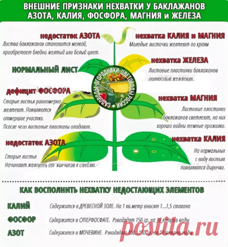 Внешние признаки нехватки у баклажанов азота, калия, фосфора, магния и железа