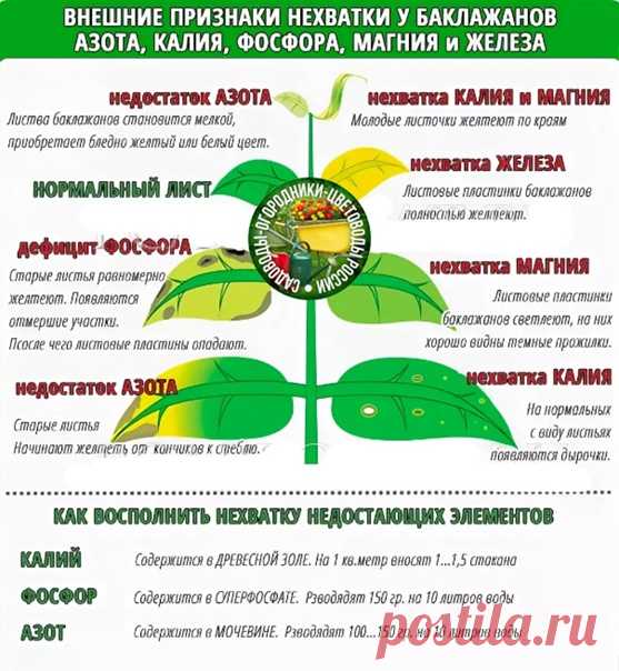 Внешние признаки нехватки у баклажанов азота, калия, фосфора, магния и железа