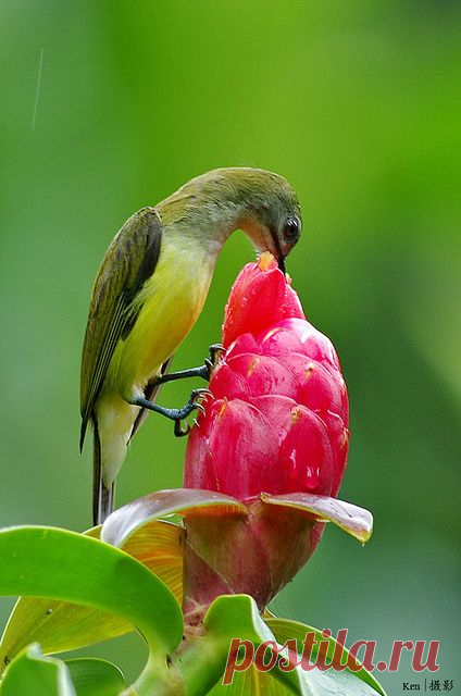 Pinterest