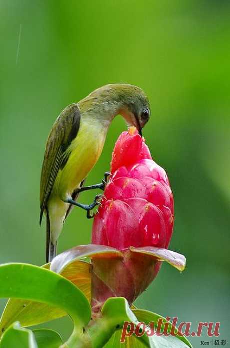 Pinterest