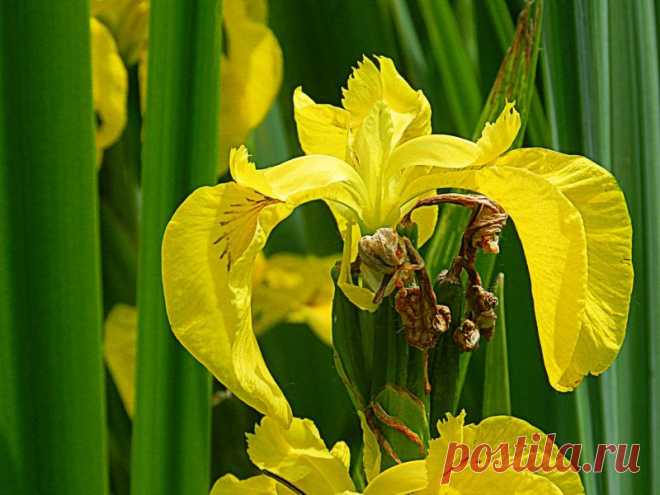 ирисы