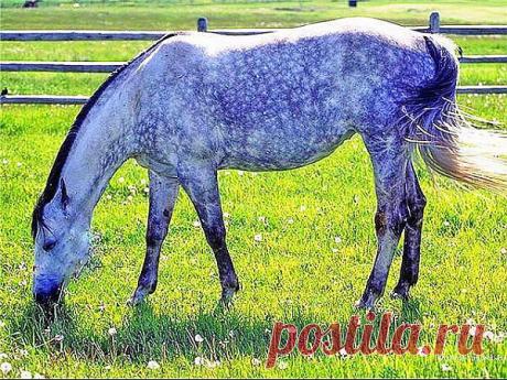 нет ничего лучше свежей натуральной пищи!