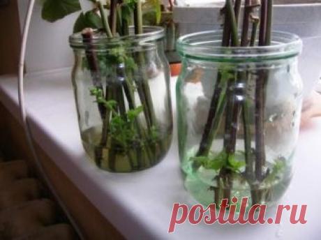 Размножение ежевики: отпрысками, отводками, черенками, семенами Саженцы ежевики стоят недешево, а развести этот чудесный куст у себя хочется, поэтому многих интересует вопрос о том, как размножить ежевику.