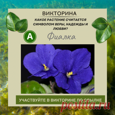 Какое растение считается символом веры, надежды и любви? - Узнайте правильный ответ в нашей викторине по ссылке