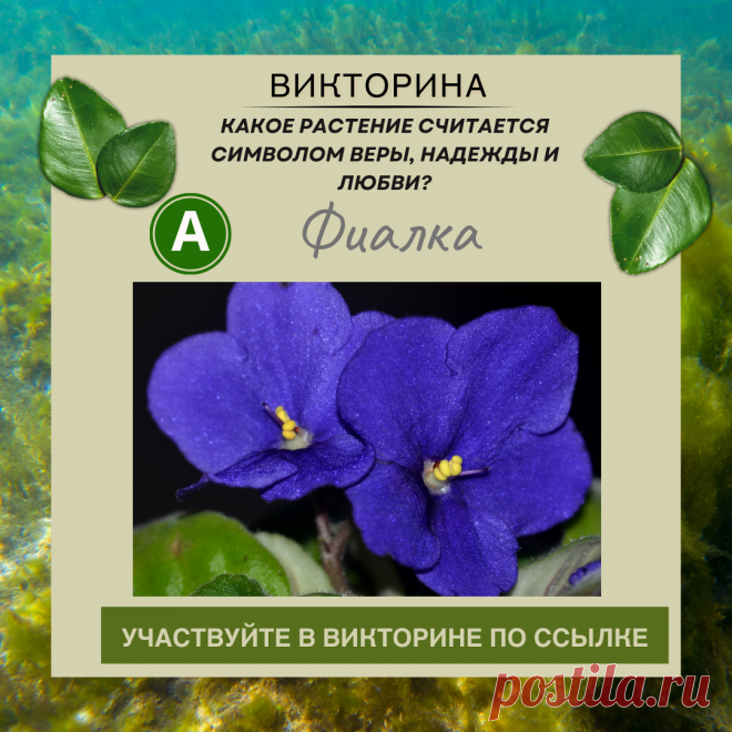 Какое растение считается символом веры, надежды и любви? - Узнайте правильный ответ в нашей викторине по ссылке