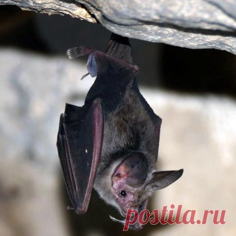 Летучие мыши на даче — усердные помощники | Как дачник дачнику | Пульс Mail.ru Одна летучая мышь может съесть в 2 раза больше вредителей, чем синица.