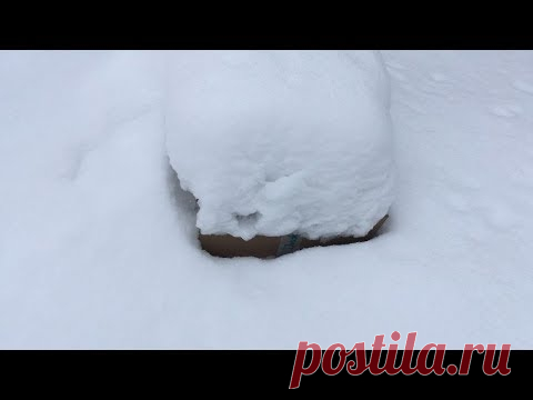 Укрытие клематисов, гортензий, роз на зиму простыми способами