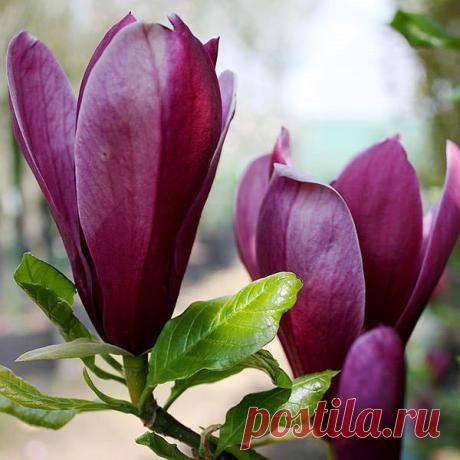 Как вырастить магнолию из семян – дерево уникальной красоты | 6 соток