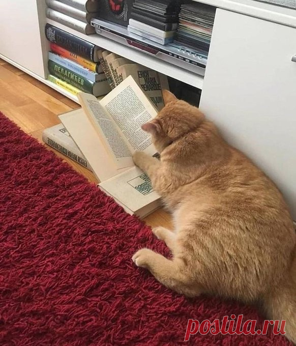 Кошка — это маленький босс
