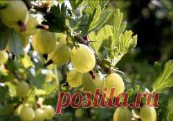 Вино из крыжовника