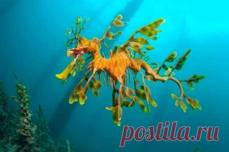 Тряпичник - удивительный житель океана