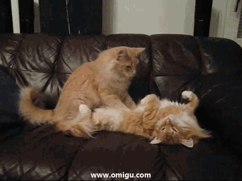 Cat Massage - Omigu