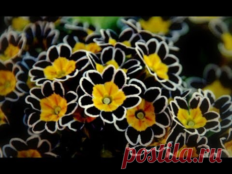ЦВЕТЫ ПАМЯТИ! Растения, Которые Обязательно НУЖНО Посадить НА МОГИЛЕ!