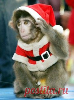 Картинка смайлик Новогодняя обезьянка. monkey фото gif анимация аватар рисунок  Новогодняя обезьянка. monkey