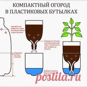 компактный огород в пластиковых бутылках