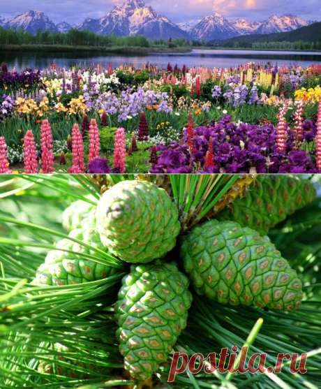 Очищение лёгких. 3 способа очищения легких от слизи и смол | Для тела | Постила