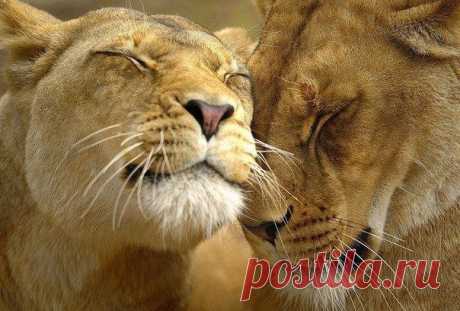 ПЯТЬ УРОКОВ УСПЕХА, КОТОРЫЕ ПРЕПОДНОСИТ НАМ ПРИРОДА. | Стерва &amp; К°