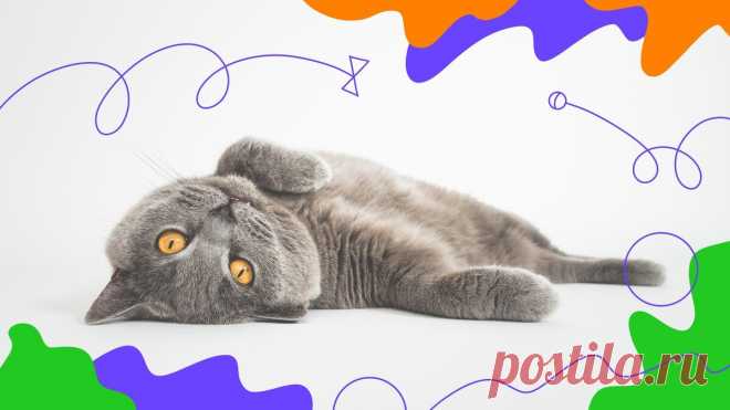 5 причин завести кошку или порадоваться, что она уже у вас есть | Активный возраст | Дзен