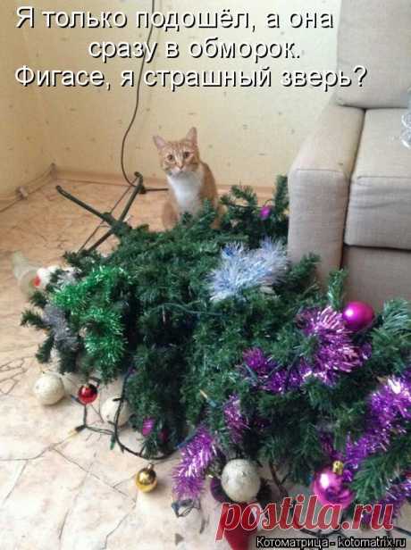 Котоматрица: Свежак