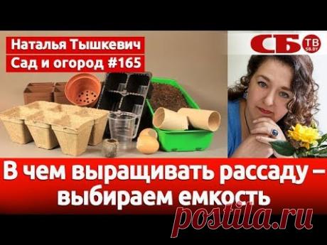 В чем выращивать рассаду – выбираем емкость