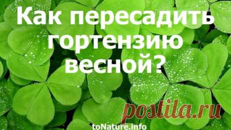Гортензия. Размножение Делением И Отводками. Мои цветы. Мой опыт. - Яндекс.Видео