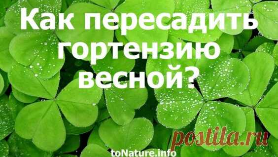 Гортензия. Размножение Черенками. Мои цветы. Мой опыт. - Яндекс.Видео