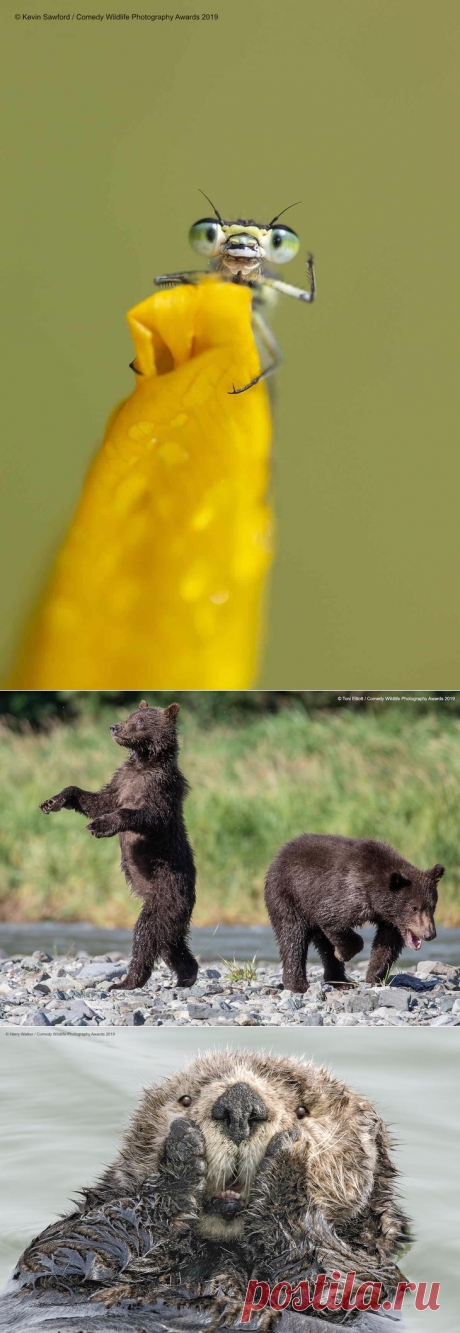 40 диких улыбок в одном посте: подборка работ финалистов фотоконкурса Comedy Wildlife Photography Awards 2019