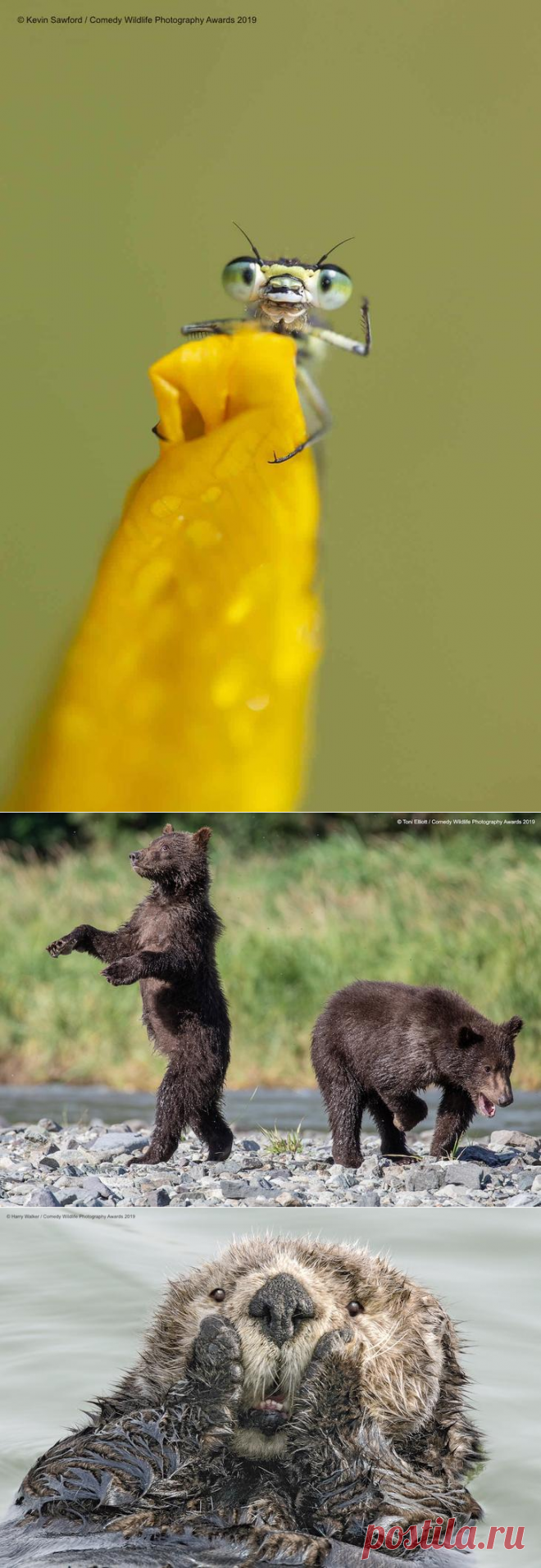 40 диких улыбок в одном посте: подборка работ финалистов фотоконкурса Comedy Wildlife Photography Awards 2019