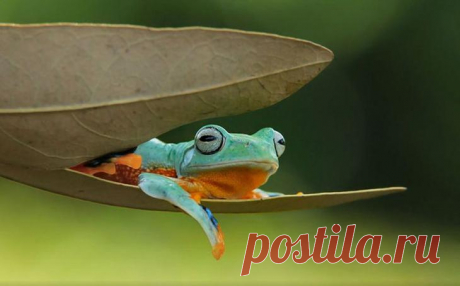 16 позитивных фотографий лягушек