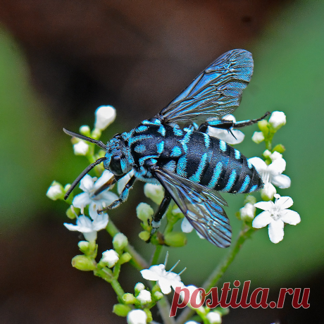 Cuckoo Bee Explore mishko2007's photos on Flickr. mishko2007 has uploaded 4007 photos to Flickr.