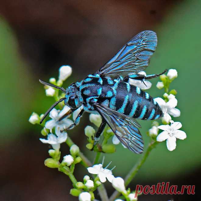 Cuckoo Bee Explore mishko2007's photos on Flickr. mishko2007 has uploaded 4007 photos to Flickr.