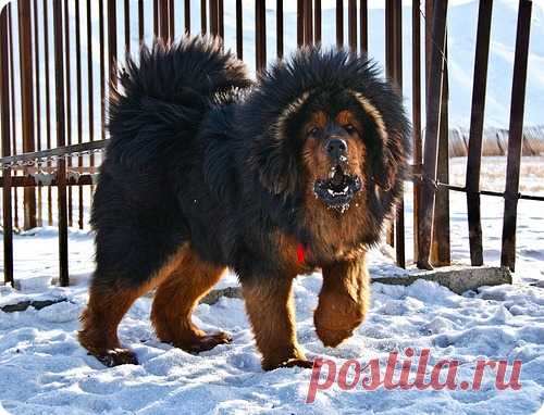 Тибетский мастиф. Вечная загадка жизни страны.