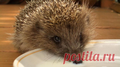 МАЛЕНЬКИЙ ЖАДИНА ЗАЩИЩАЕТ СВОЕ БЛЮДЦЕ — Лап-Ушки.com — любимые животные