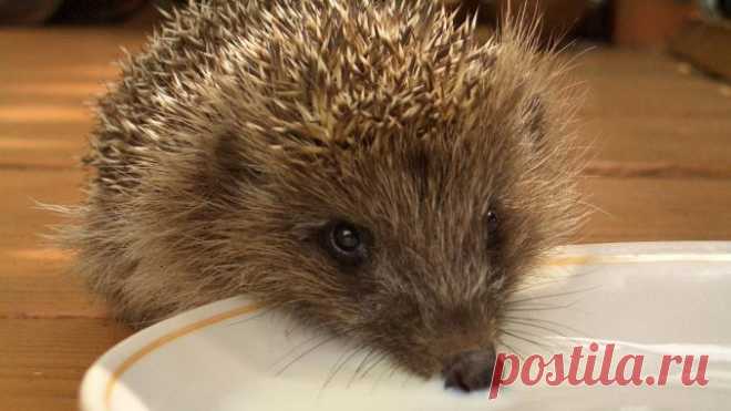 МАЛЕНЬКИЙ ЖАДИНА ЗАЩИЩАЕТ СВОЕ БЛЮДЦЕ — Лап-Ушки.com — любимые животные