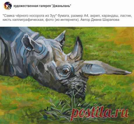 носороги