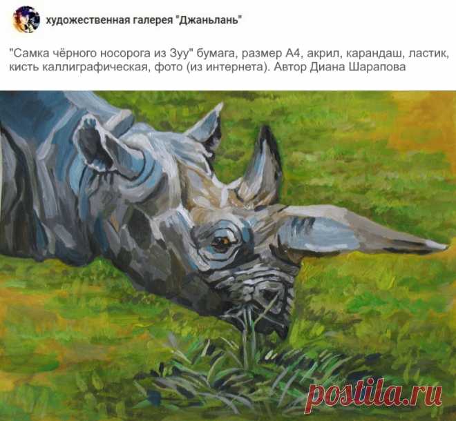 носороги