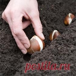 Осенняя посадка тюльпанов