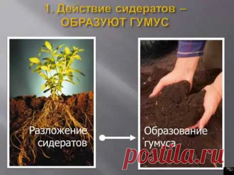 Какой сидерат сеять.