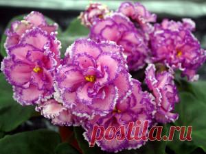 Комнатные цветы - Дачные хитрости от А до Я