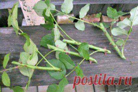 Как вырастить розы из букета в домашних условиях. | ЖЕНСКИЙ МИР