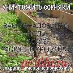 УНИЧТОЖИТЬ СОРНЯКИ